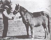 /i/oldhorse/tn_katedeCR.jpg